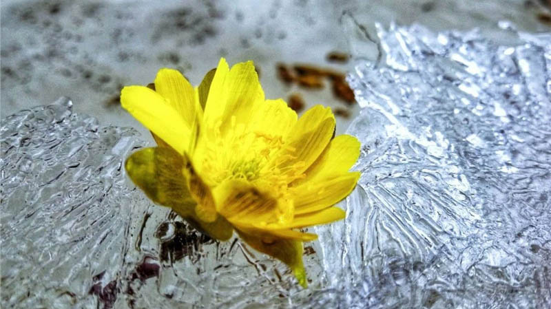 綏芬河的冰凌花